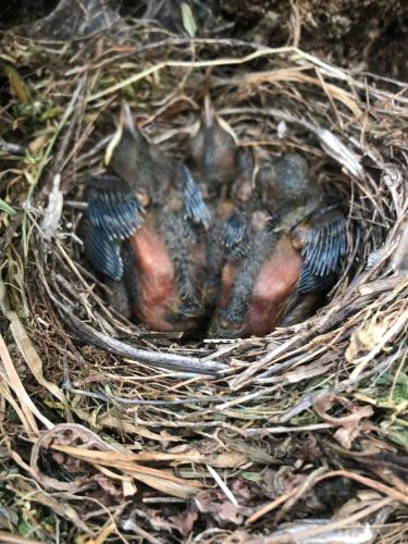 a nest of birds sitting in the grass at Posada del Moral in Benaoján