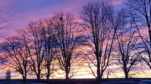 a group of trees with a sunset in the background at Domaine de Cantegrel - Gîtes de Charme et Suite Troglodyte en Périgord in Vitrac