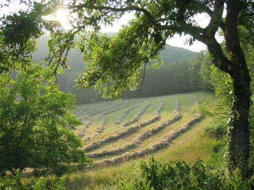 a field of crops on a hill with a tree at Domaine de Cantegrel - Gîtes de Charme et Suite Troglodyte en Périgord in Vitrac