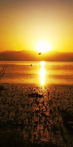 a bird flying over the ocean at sunset at Apartments Nikola in Bar