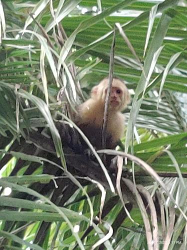 a monkey is sitting in a tree at Casa Uvita Bay in Uvita