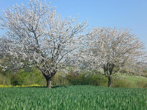 two trees in the middle of a field of grass at I Ciliegi in Osimo