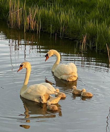 three swans and their babies swimming in the water at B&B De Verre Kijker in Barsingerhorn