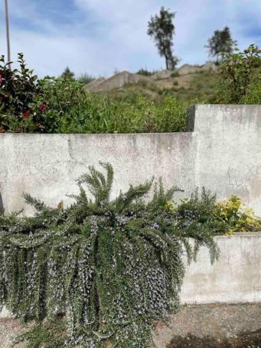 a plant growing on the side of a concrete wall at Casa da Celeste in Vale do Pereiro