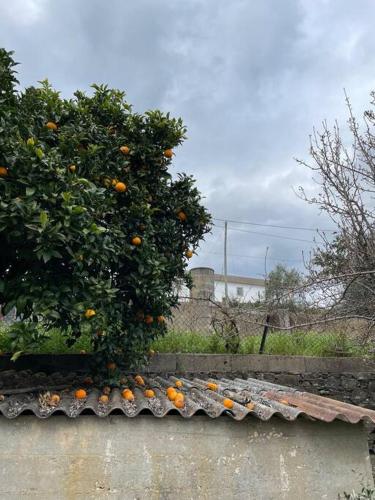 an orange tree with a bunch of oranges on it at Casa da Celeste in Vale do Pereiro