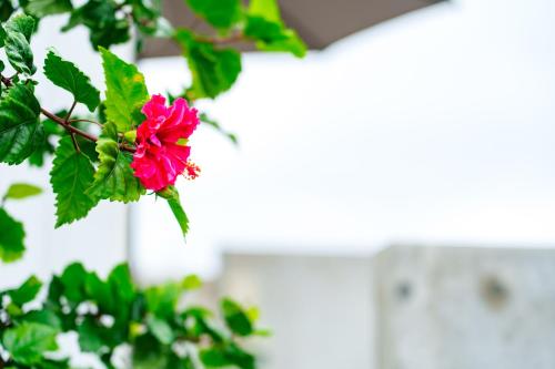 una flor rosa en un árbol con hojas verdes en クリスタルヴィラ金城 en Naha