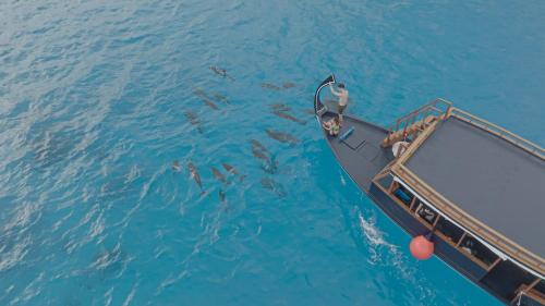 a group of dolphins swimming next to a boat in the water at Madifushi Private Island in Meemu Atoll
