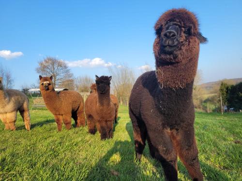 a group of llamas standing in a field at Het Alpaca Zicht in Geraardsbergen