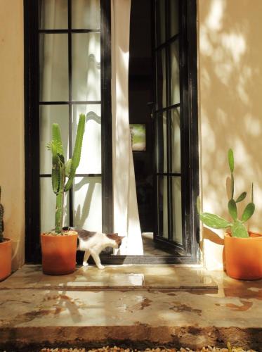 Huéspedes con una o varias mascotas en FIXIE LOFTS - Colonial Villa Suites with Pool
