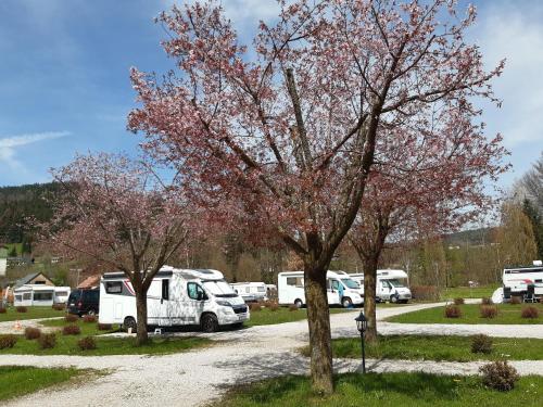 two trees in a parking lot with parked vehicles at Campingfass Almtal in Scharnstein