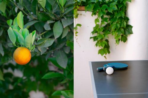 a picture of an orange hanging from a tree at Lovely villa with jacuzzi and heated pool in Almuñécar