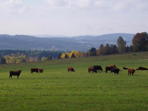 Zvířata v apartmánu nebo okolí
