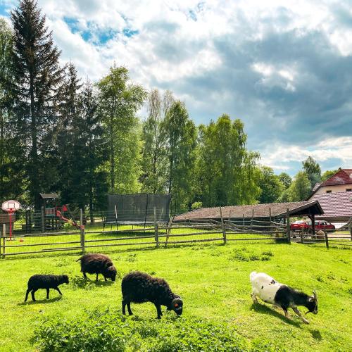 Zvířata v apartmánu nebo okolí
