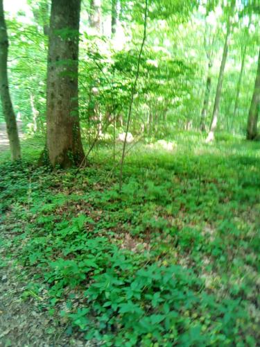 une forêt remplie de plantes vertes à côté d'un arbre dans l'établissement Luxe Chalet Chamonixx - Pool, à Charnay-lès-Mâcon