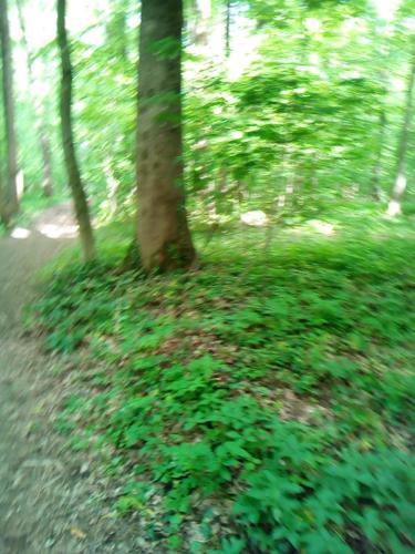 un groupe de plantes vertes dans les bois dans l'établissement Luxe Chalet Chamonixx - Pool, à Charnay-lès-Mâcon