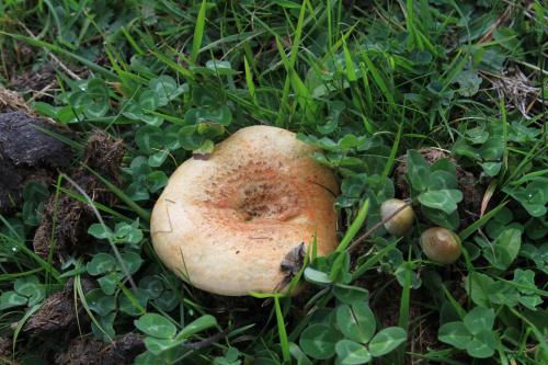 a mushroom sitting on the ground in the grass at Casa Gerbe in Gerbe