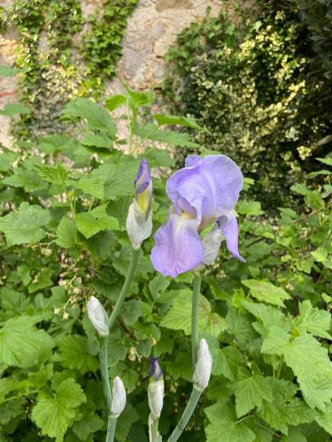 a purple flower is growing in a garden at Pool house-L'hirondelle de Sermizelles- grand jardin, calme et nature aux portes du Morvan in Sermizelles