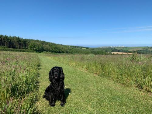 布德的住宿－Pentire Coastal Holiday Park，一条黑色的狗坐在小路上的草地上