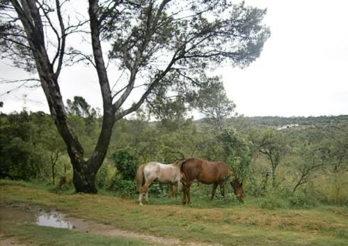 dos caballos pastando en un campo junto a un árbol en Vacaciones en Belgrano VP en Villa General Belgrano