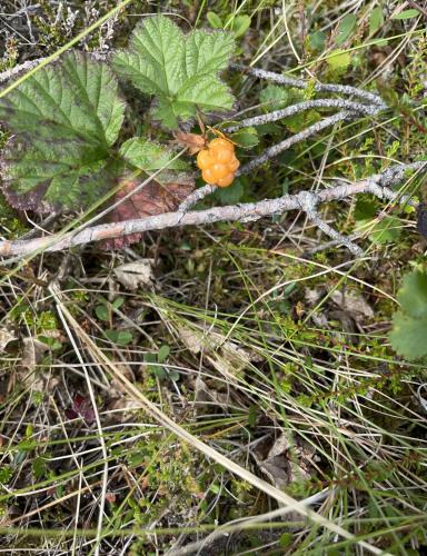 a small orange flower on the ground in the grass at Christinagårdens stuga in Ramsele