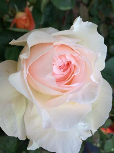 a close up of a pink rose at Chambre chez l'habitant "Les Roses de Séné" in Séné