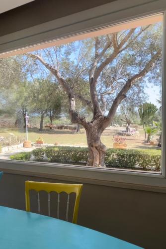 a window with a view of a tree in a park at Borgo alto - Ideal holiday for families & friends in Noto