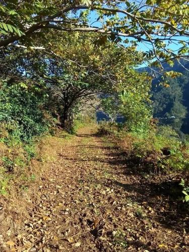 a dirt road with trees on the side of a hill at Breathe Inn in Batumi
