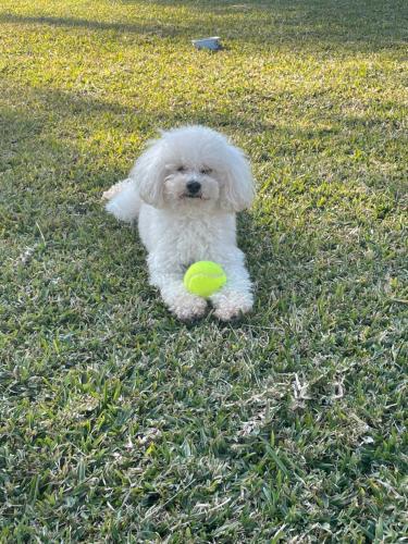 a small white dog laying in the grass with a ball at Borgo alto - Ideal holiday for families & friends in Noto