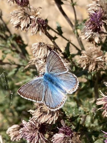 a blue butterfly sitting on top of flowers at Haus Rhodania in Albinen