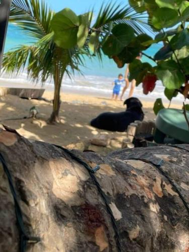 a beach with a palm tree and people on the beach at Villa Ocean Blue in Las Terrenas