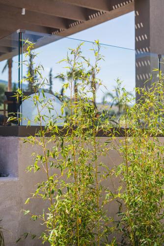 a plant is growing in front of a building at Maravilla Luxury Living in Kos Town