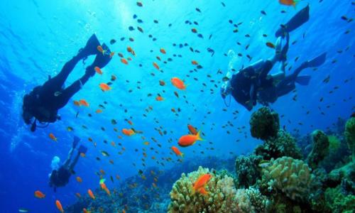 un grupo de personas nadando sobre un arrecife de coral con peces en Ship MARIA Hotel en Puerto Galera