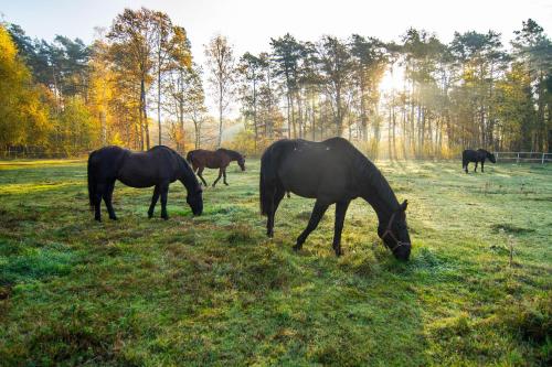 a group of horses grazing in a field at Hotel Barczyzna Medical Spa in Nekla