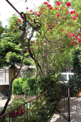 a tree with red flowers in front of a fence at Orange House in the Old Town Plovdiv in Plovdiv
