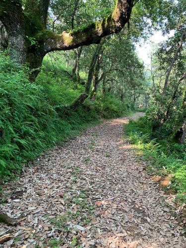 a dirt road with leaves on it in a forest at Deodar Abode in Lohaghāt