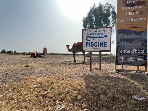 a camel standing next to a sign in a field at Villa privative tortues2 piscine individual 35min in Marrakech