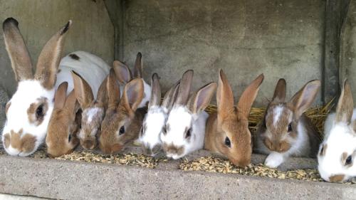 a group of rabbits sitting in a pile of food at Auberge Casa Sana in Pillac