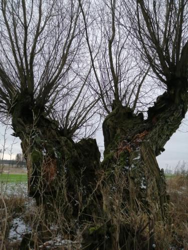 a tree growing out of a rock in a field at Zielony Domek w Sztynorcie in Sztynort
