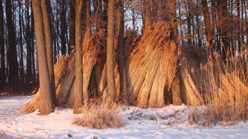 a group of trees in a snow covered forest at Zielony Domek w Sztynorcie in Sztynort
