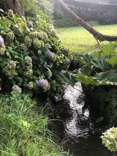 a stream in a garden with flowers and plants at Gîte du moulin de Trostang in Camlez