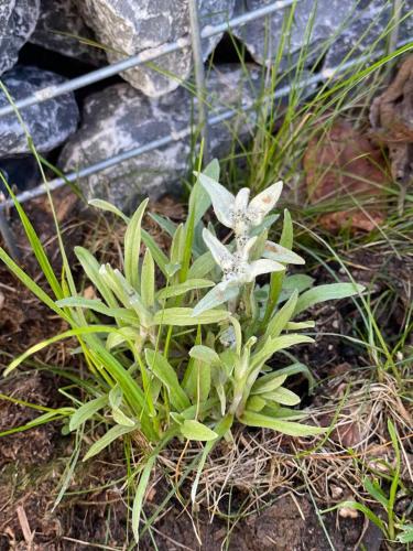 a plant with white flowers in the dirt at Panorama Lodge Hohegeiß Sport und Erholung im Harz in Braunlage