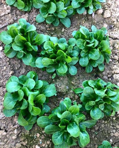 a group of green plants on the ground at CASCINA DOMINA in Gassino Torinese