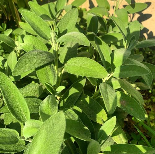 a green bush with lots of green leaves at CASCINA DOMINA in Gassino Torinese