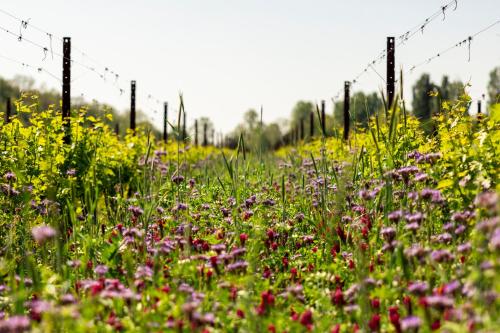a field of flowers in front of a fence at Musella Winery & Relais in San Martino Buon Albergo