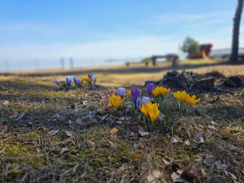 a group of flowers in the grass in a field at Rannamaja kümblustünni & saunaga in Haapse