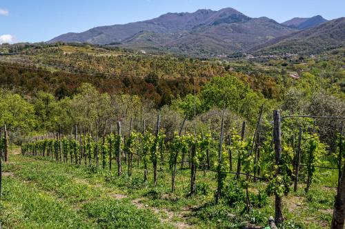 a vineyard with mountains in the background at L'Aurora in Ceraso