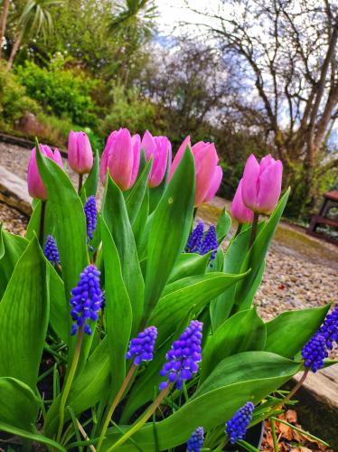 a bunch of pink flowers and purple flowers at Apartments at Ballinsheen House & Gardens in Lisdoonvarna