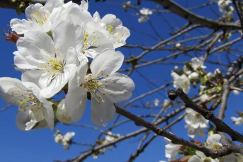 a close up of white flowers on a tree at Vacanza apartment in Mostar