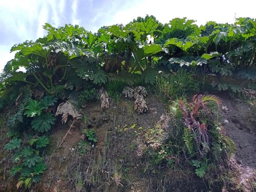 a field of plants on a hill at Cabañas Reflejo de Luna in Castro