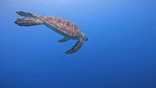 a green turtle flying in the blue sky at Konut by Thakuru in Guraidhoo